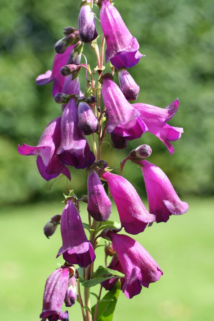 Penstemon 'Purple Passion'