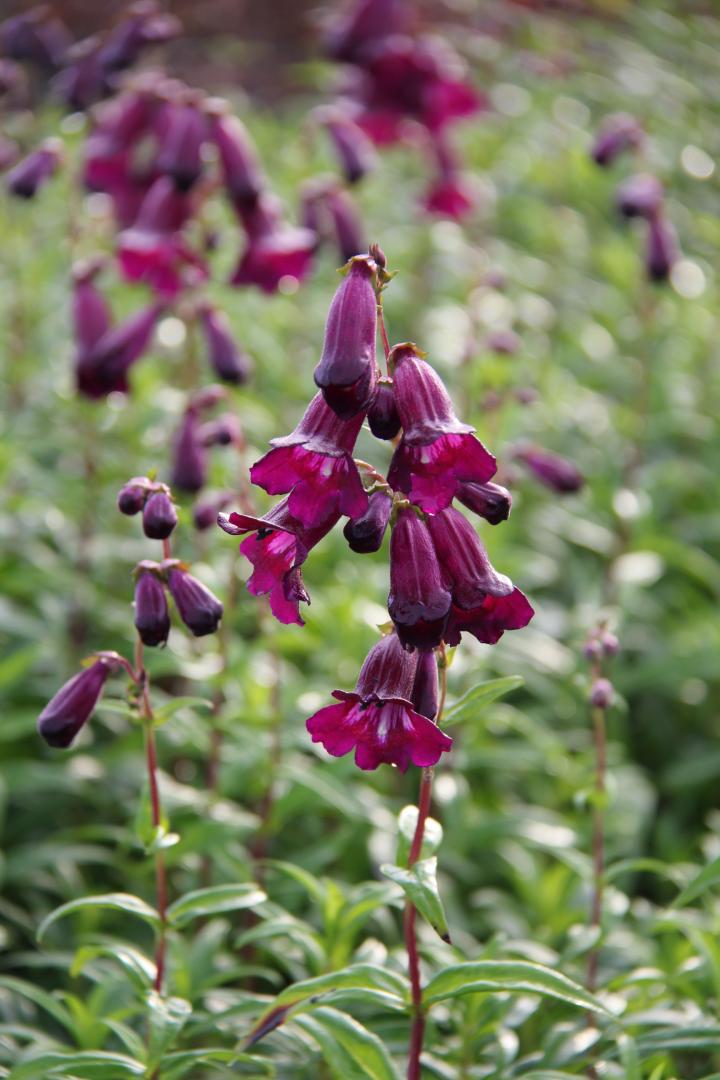 Penstemon 'Raven'