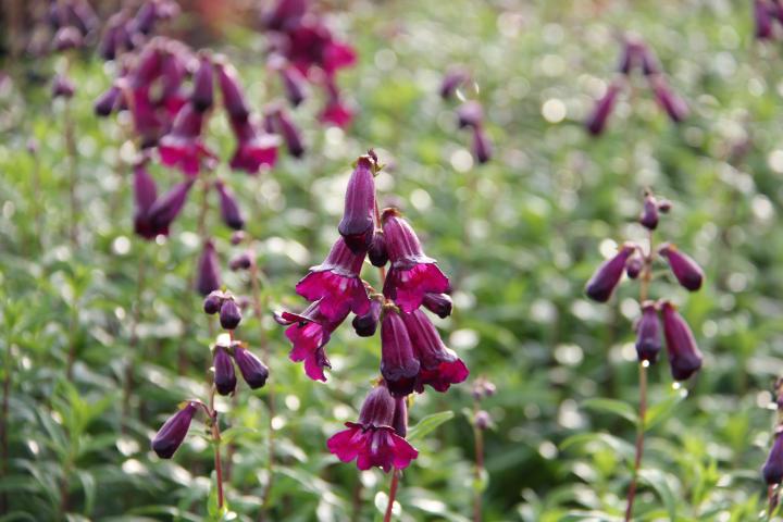 Penstemon 'Raven'