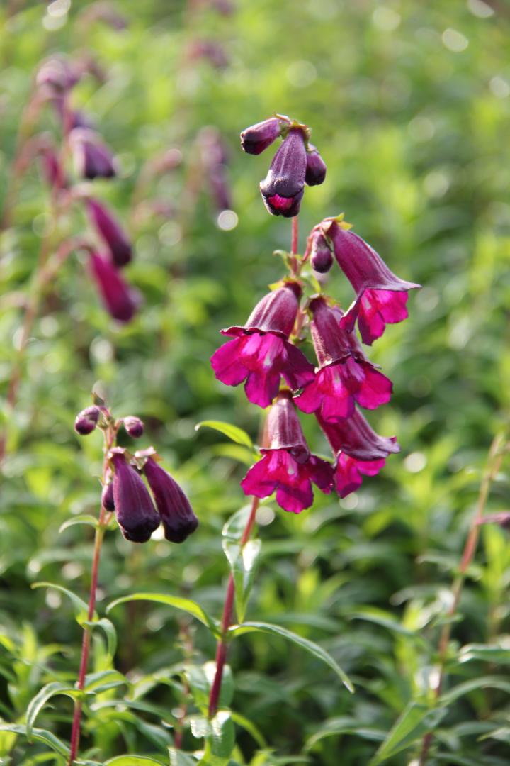 Penstemon 'Raven'