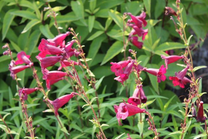 Penstemon  'Rich Ruby'