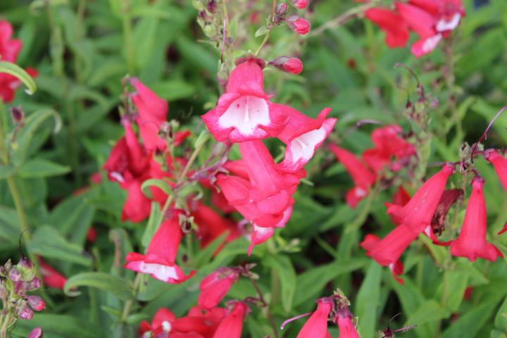 Penstemon  'Rubicunda'