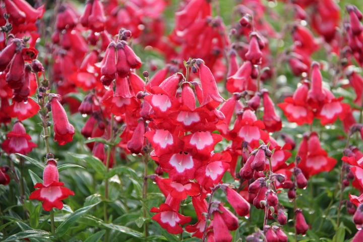 Penstemon  'Rubicunda'