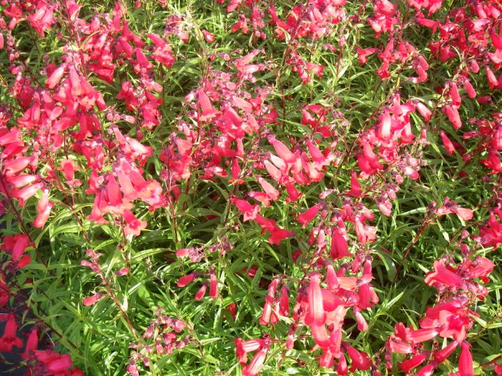 Penstemon  'Schoenholzeri'