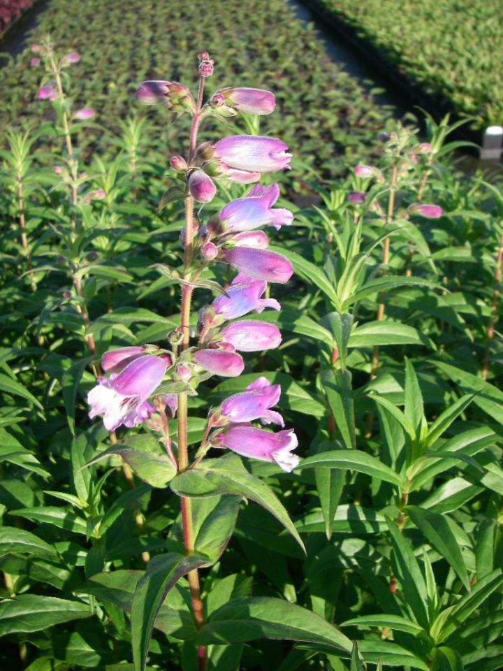 Penstemon  'Sour Grapes'