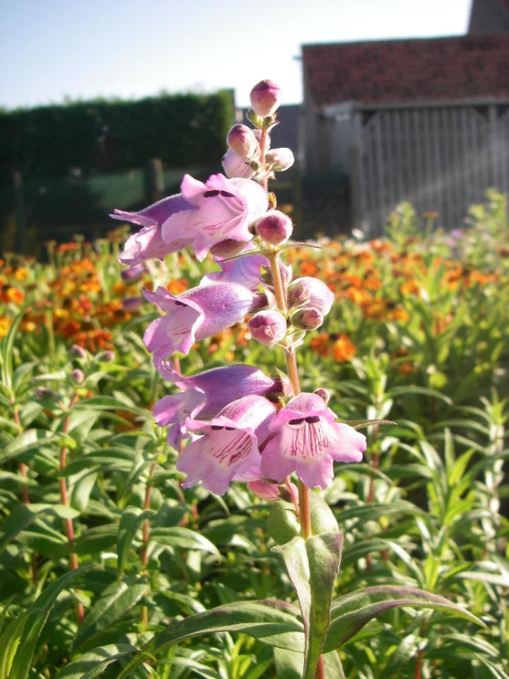 Penstemon  'Sour Grapes'