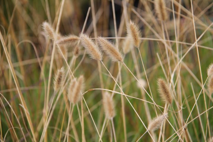 Pennisetum thunbergii