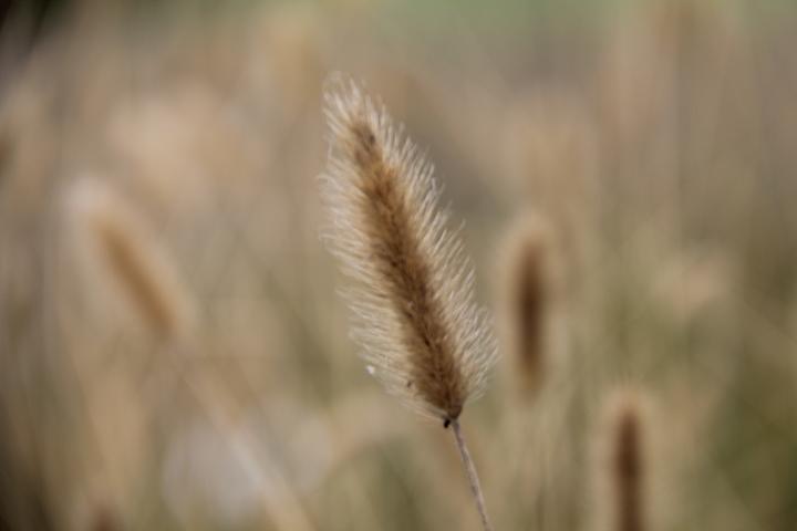Pennisetum thunbergii
