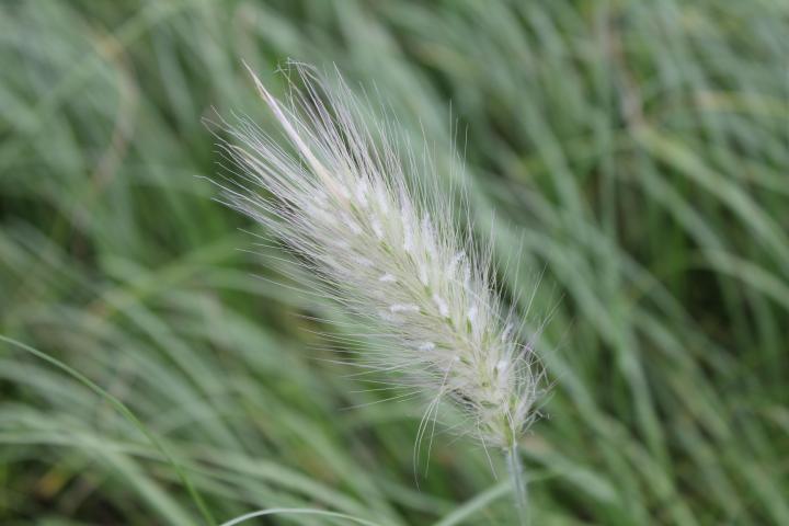 Pennisetum villosum