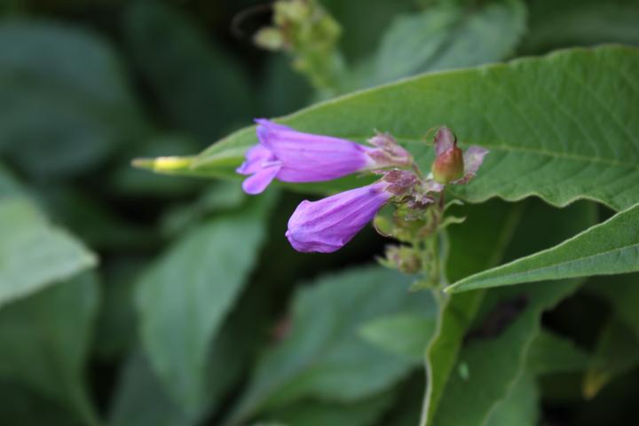 Penstemon  'Winter Star'