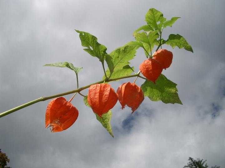 Physalis alkekengi var. franchetti