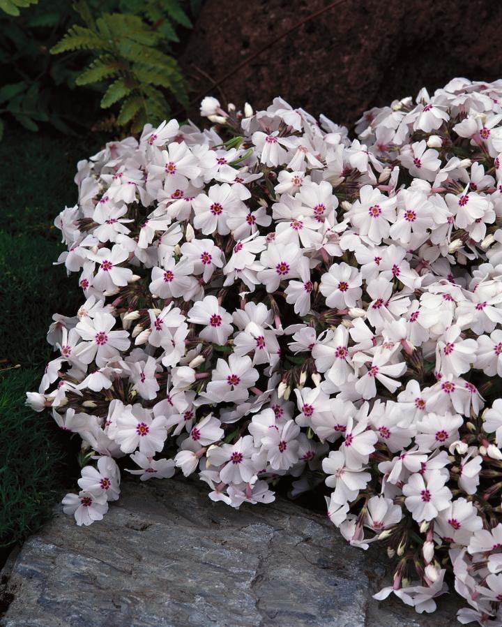 Phlox subulata 'Amazing Grace'