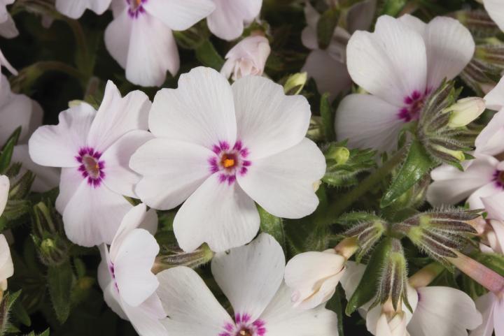 Phlox subulata 'Amazing Grace'