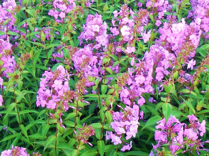 Phlox maculata 'Alpha'