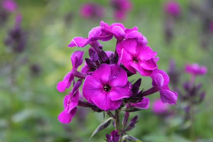 Phlox paniculata 'Amethyst'