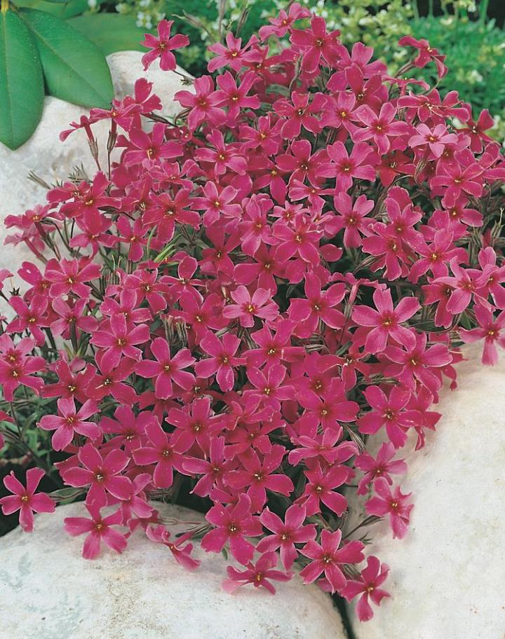 Phlox subulata 'Atropurpurea'