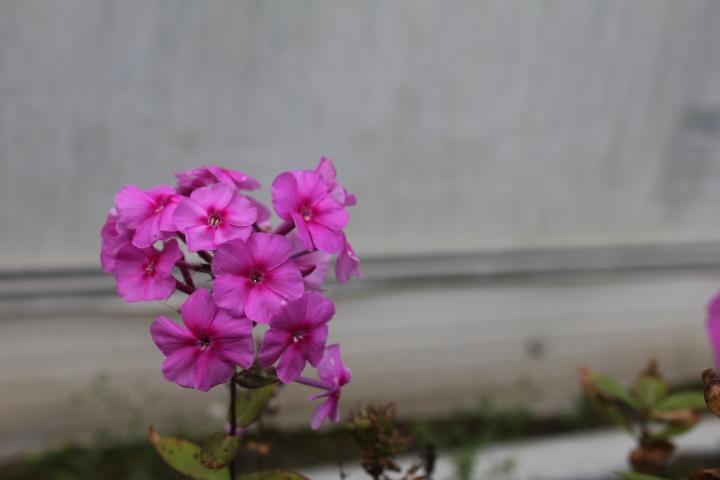 Phlox amplifolia 'Winnetou'