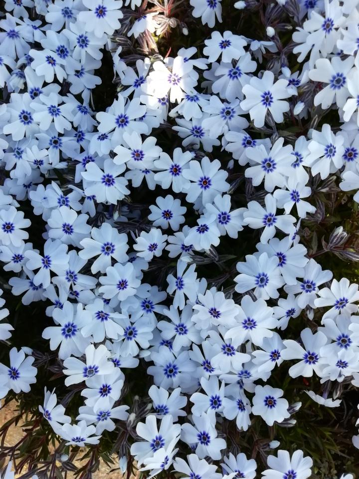 Phlox subulata 'Bavaria'