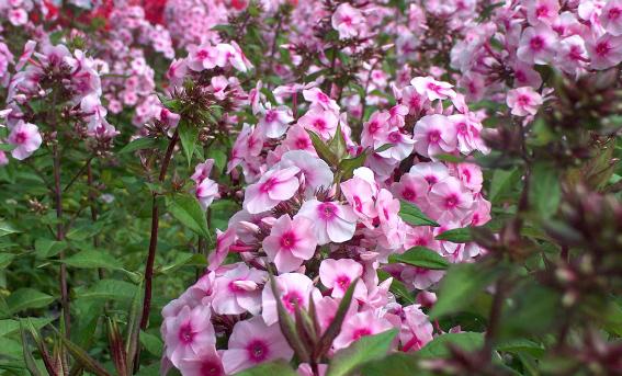 Phlox paniculata 'Bright Eyes'