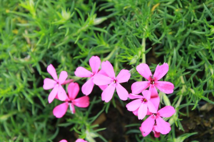Phlox douglasii 'Crackerjack'