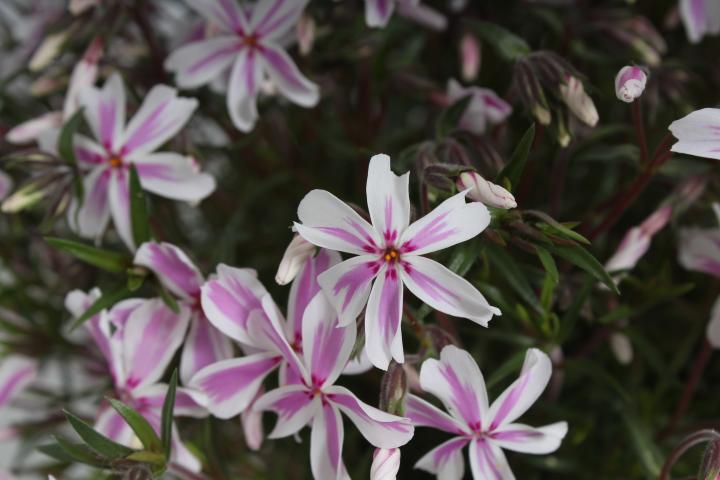 Phlox subulata 'Candy Stripes'