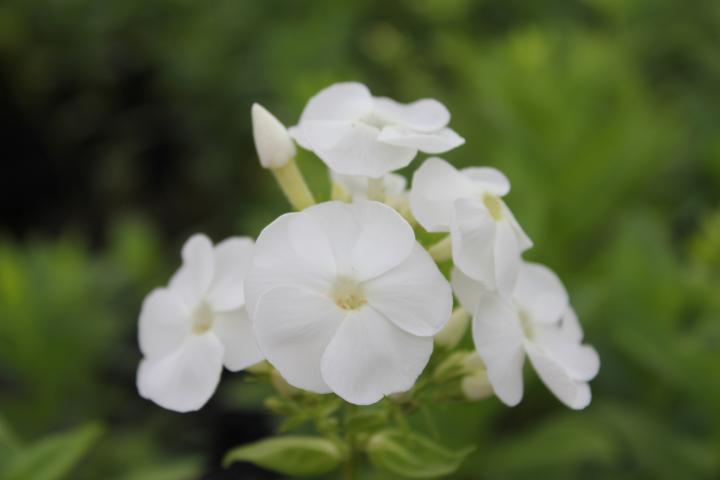 Phlox paniculata 'David'