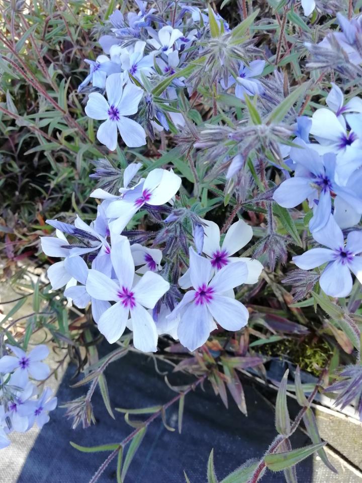 Phlox divaricata 'Chattahoochee'