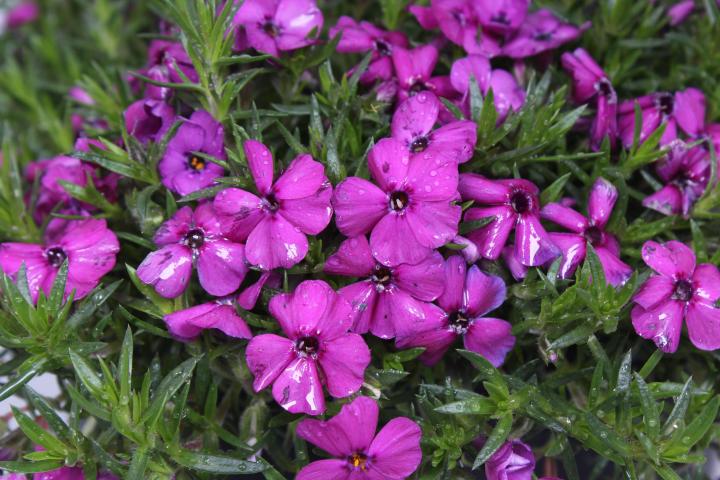 Phlox douglasii 'Red Admiral'