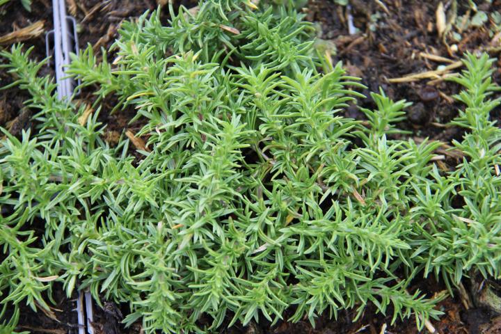 Phlox douglasii 'White Admiral'