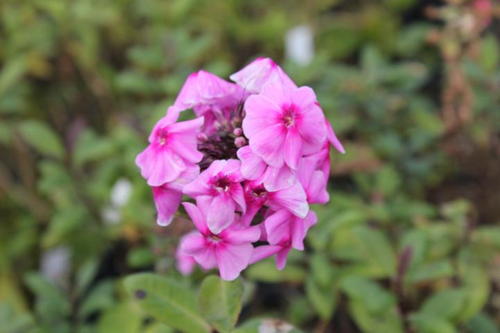 Phlox paniculata 'Eva Cullum'