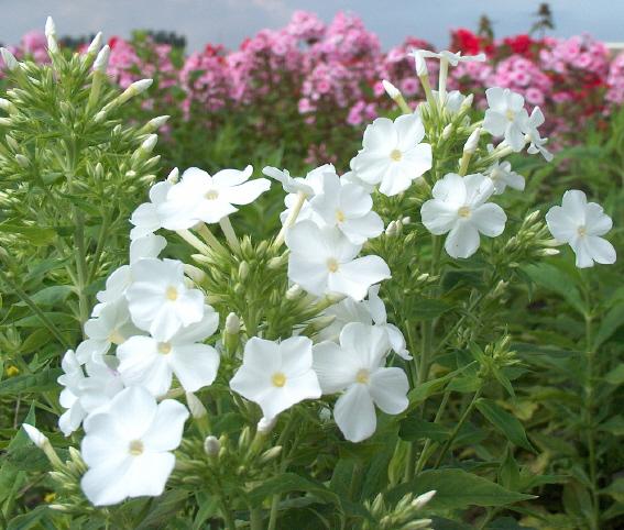 Phlox paniculata 'Fujiyama'