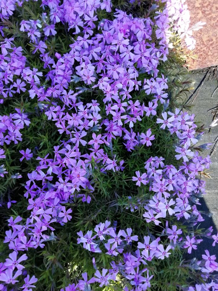 Phlox subulata 'Moerheimii'