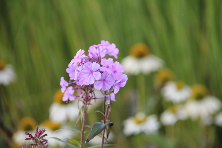 Phlox maculata 'Rosalinde'