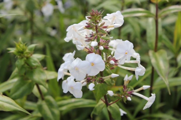 Phlox maculata 'Schneelawine'