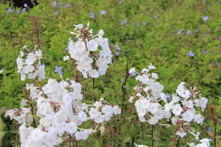 Phlox maculata 'Schneelawine'