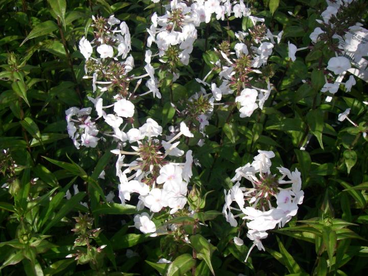 Phlox maculata 'Omega'