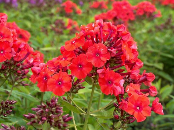 Phlox paniculata 'Orange Perfection'