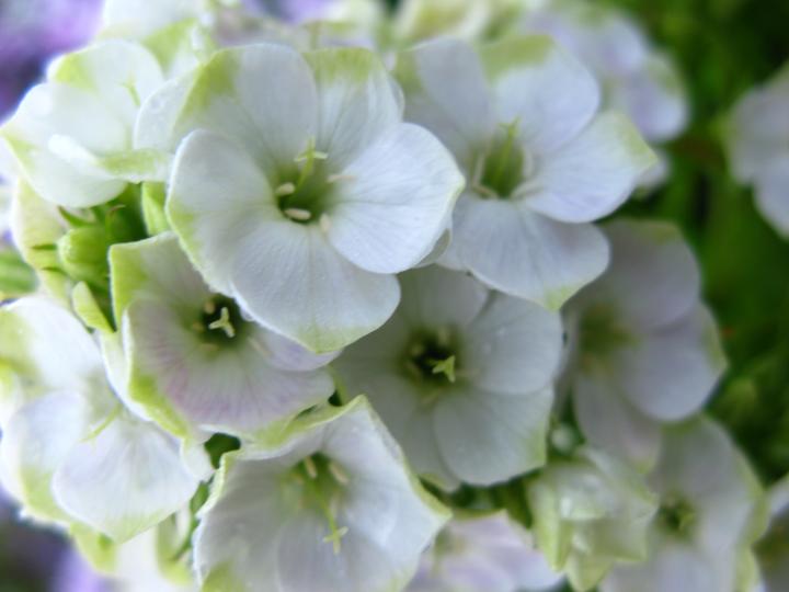 Phlox paniculata 'Jade'