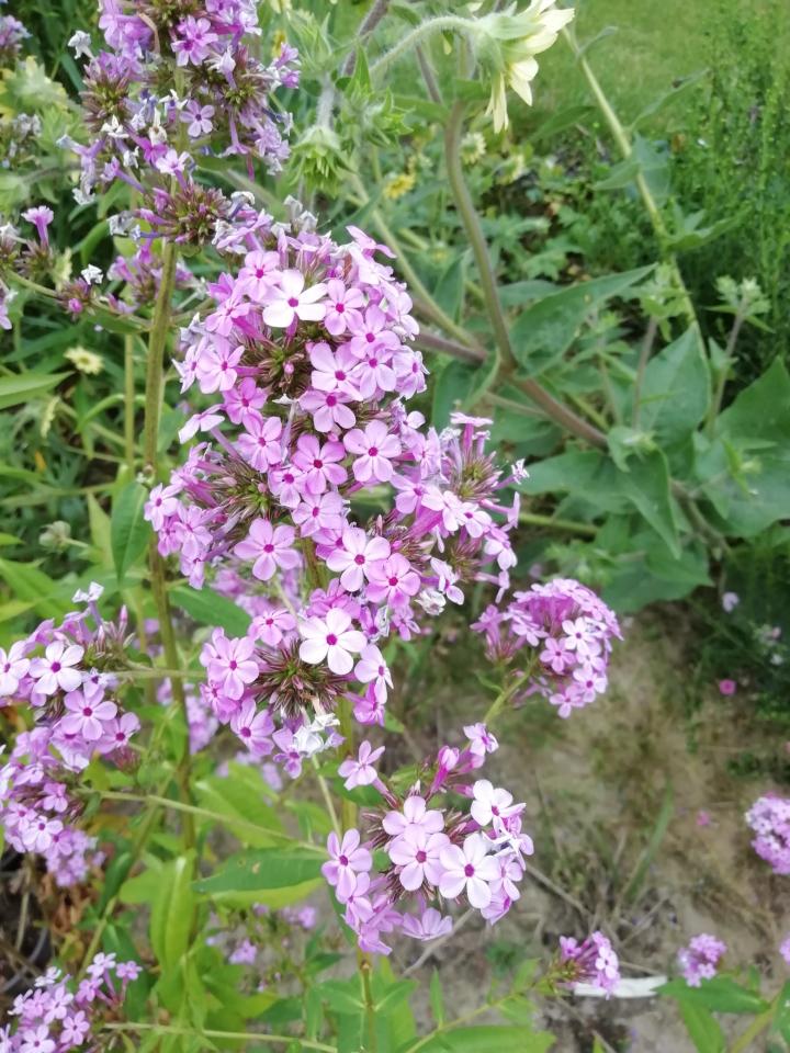 Phlox paniculata 'Jeana'
