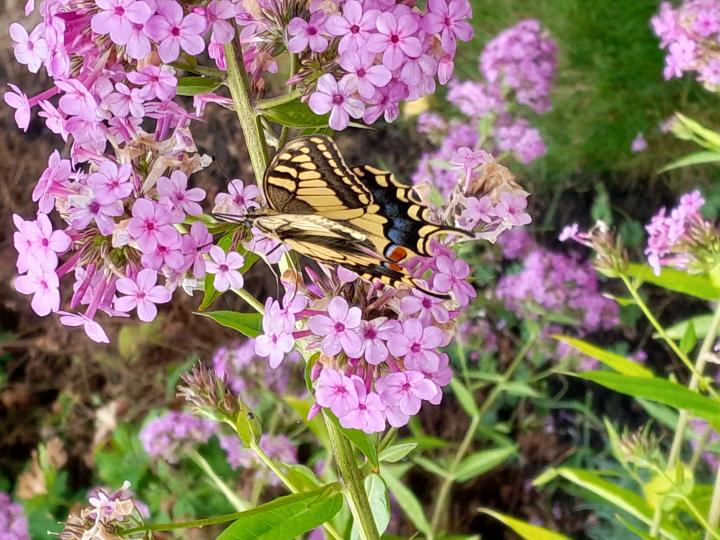 Phlox paniculata 'Jeana'