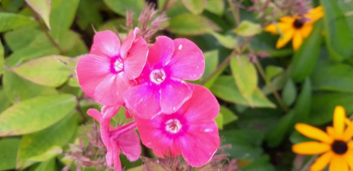 Phlox paniculata 'Lizzy' ®