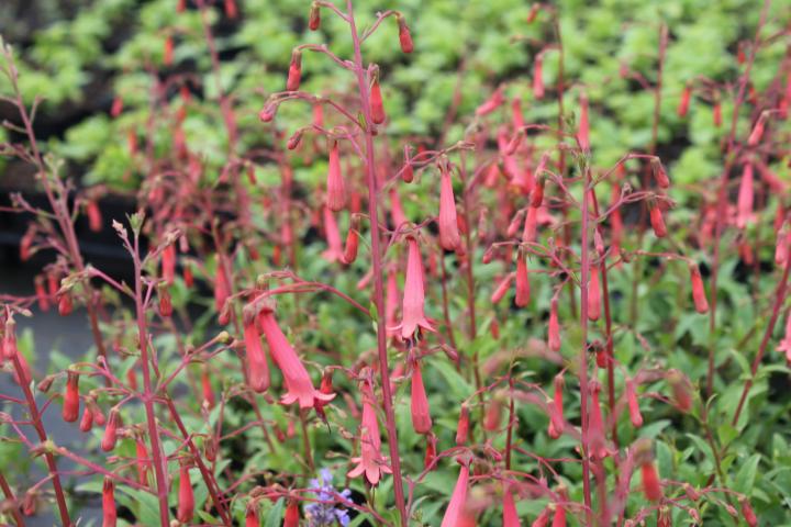 Phygelius rectus 'African Queen'