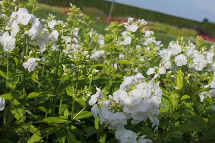 Phlox paniculata 'Rembrandt'