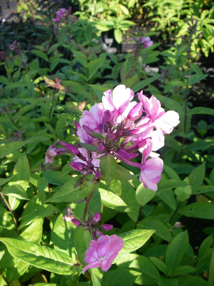 Phlox paniculata 'Rijnstroom'