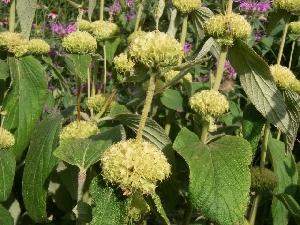 Phlomis russeliana