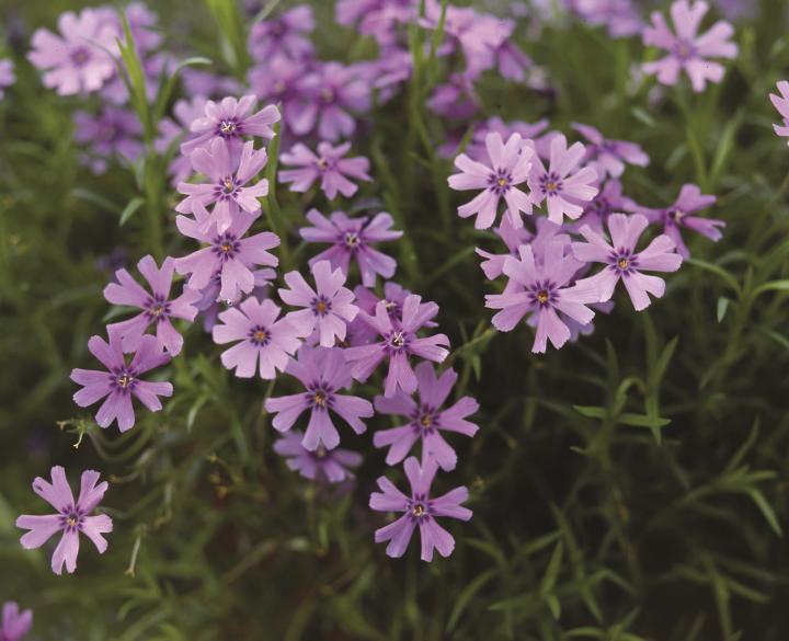 Phlox subulata 'Emerald Cushion Blue'