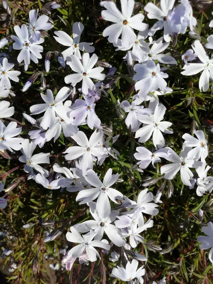 Phlox subulata 'G.F.Wilson'