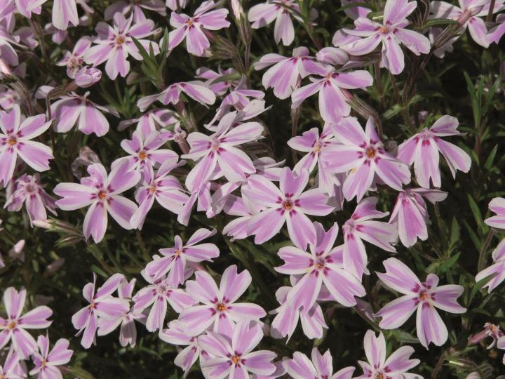Phlox subulata 'Kimono Pink-White'