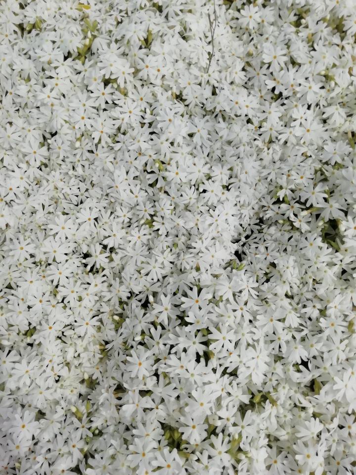 Phlox subulata 'Snowflake'