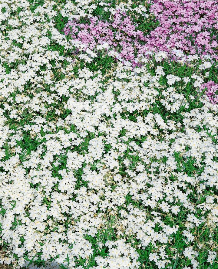 Phlox subulata 'White Delight
